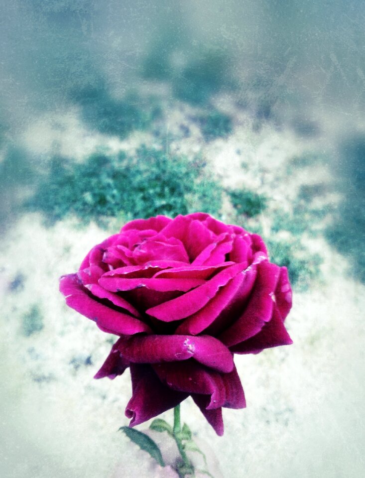 Garden bloom flower