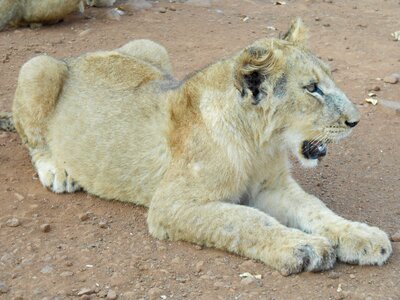 Predator nature lioness photo