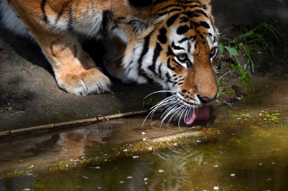 Thirst drink tongue
