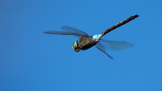 Dragonfly flight macro