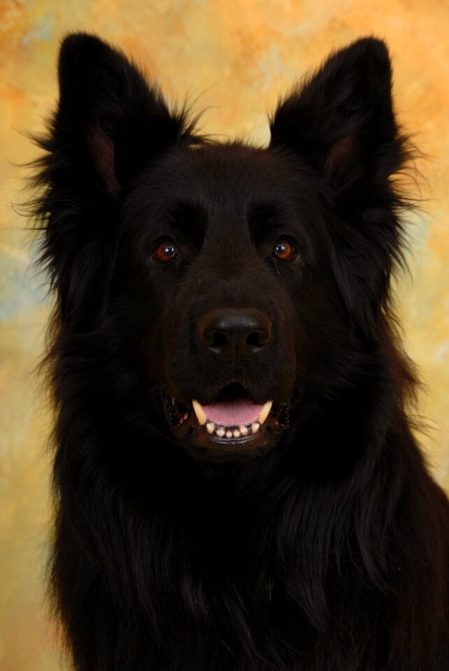 Lacquer black long hair german shepherd black german longhaired pointer