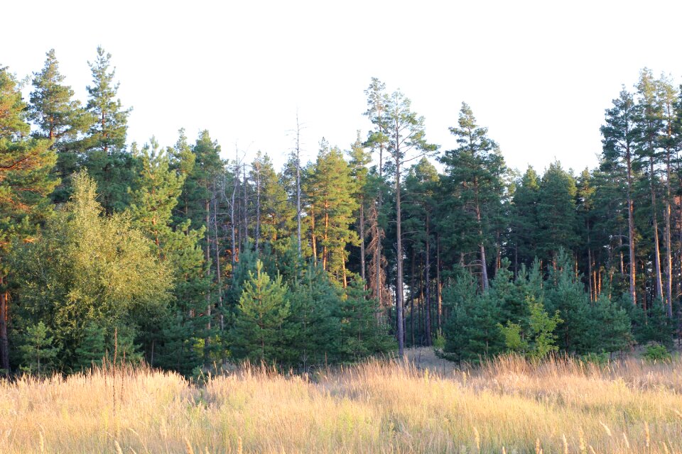 Nature tree green
