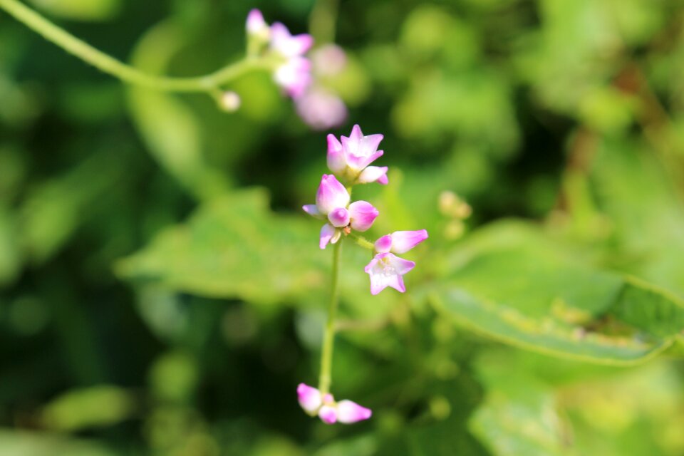 Plants wildflower no filter