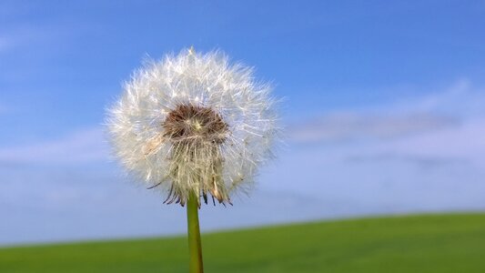 Seeds meadow fluffy