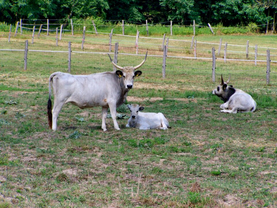 Hungarian grey cattle farm animals ancient breed