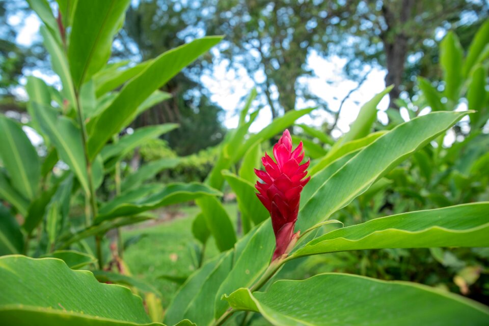 Beautiful flower exotic flower