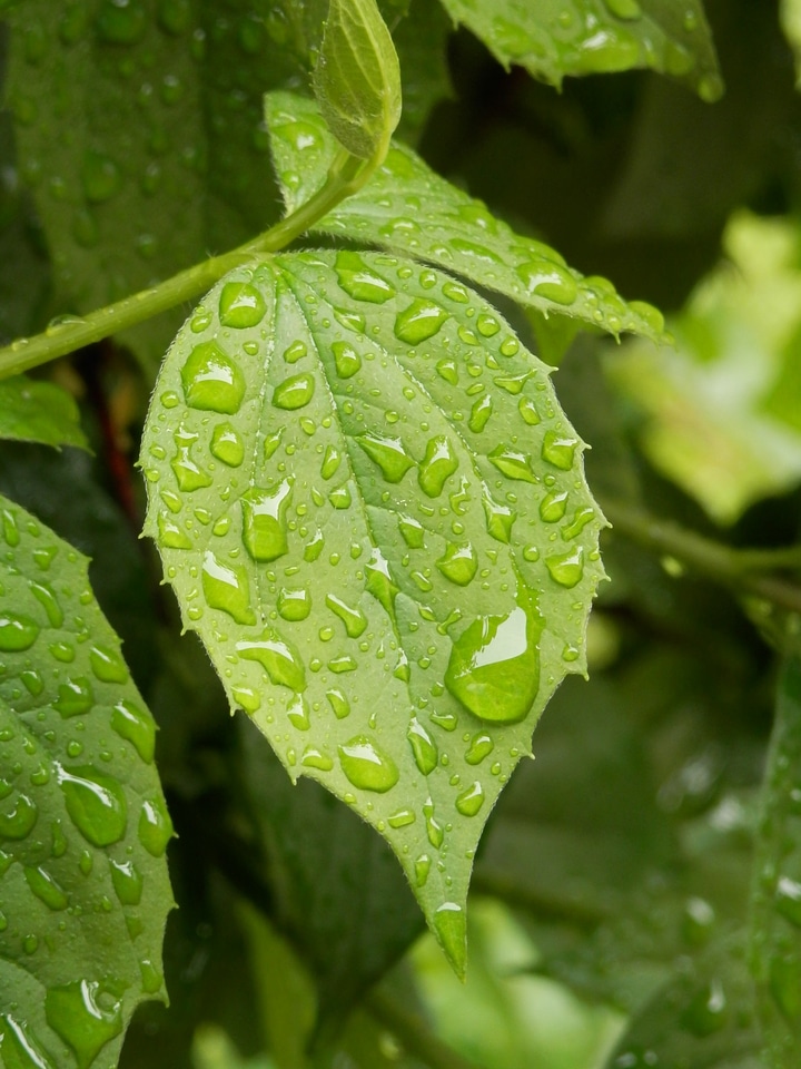 Rain water wet