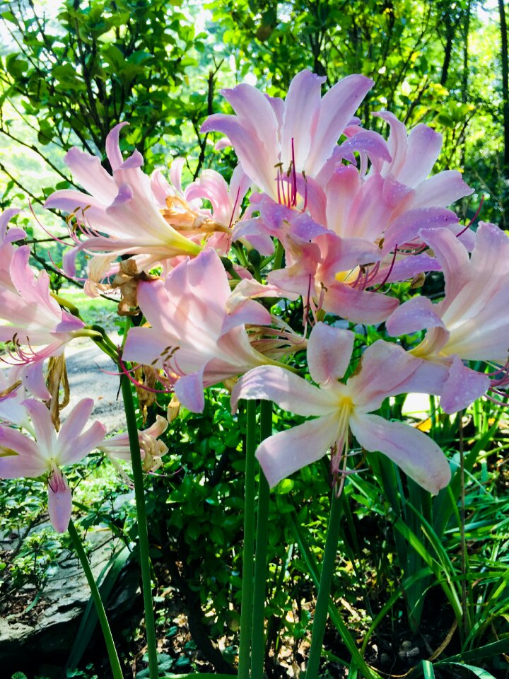 Blooms garden green