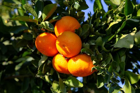 Citrus fruit tropical