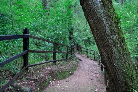 Landscape outdoors woods photo