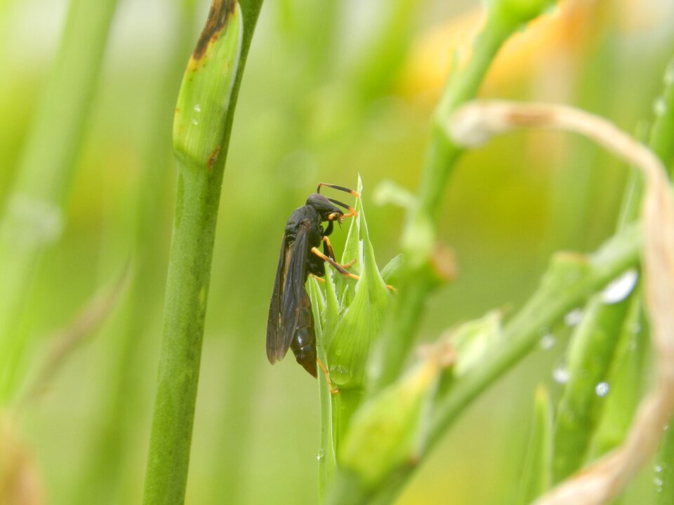 Insects sting garden