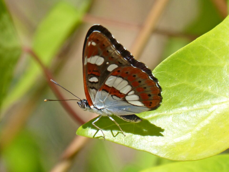 Limenitis reducta nimfa mediterrània leaf