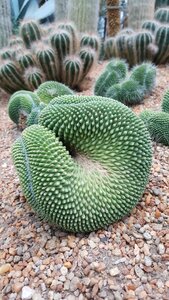 Garden pointed environment