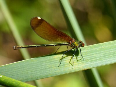 Iridescent calopteryx haemorrhoidalis leaf photo