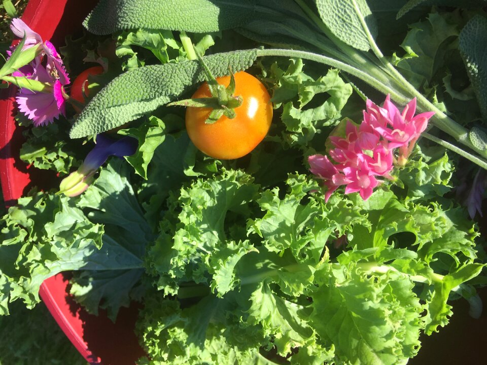Healthy green nutrition