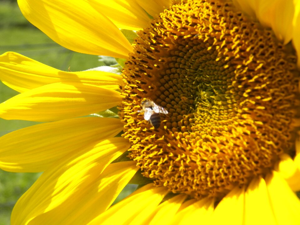 Flower bee pollen