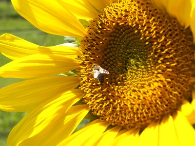 Flower bee pollen