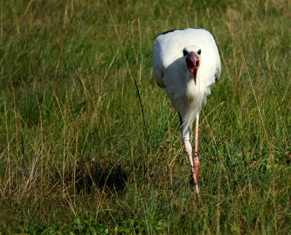 Rattle stork bird eastern