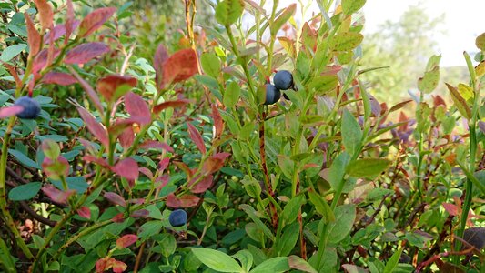 Flora berries