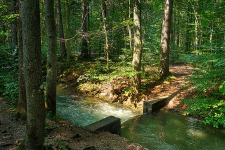 Water tree landscape photo