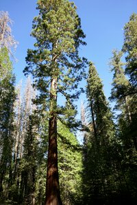 Wood huge nature