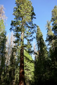 Wood huge nature photo