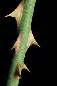 Plant close up green