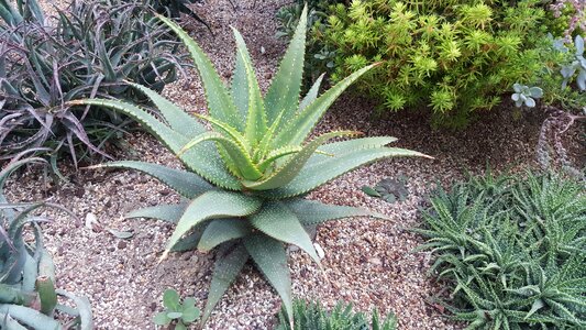 Garden nature plant