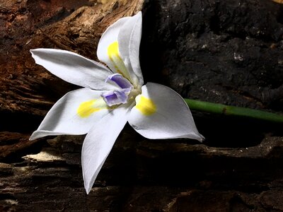 Flower petals plant photo