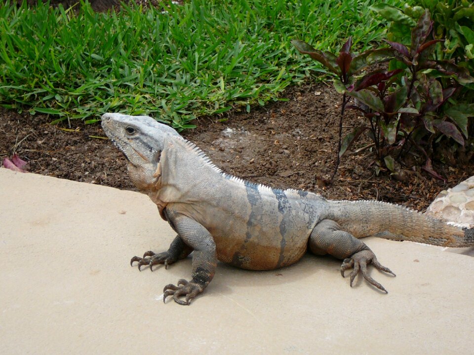 Iguana exotic wild