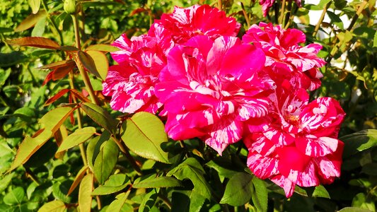 Flower garden plant