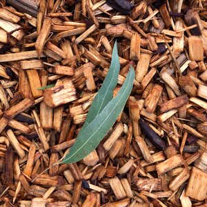 Contrast wood chips gum