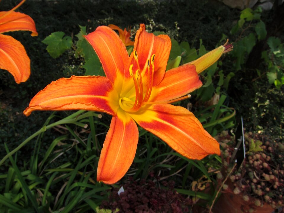 Garden flora botany