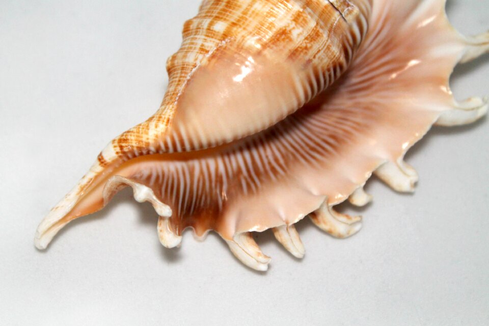 Ocean shell ornament