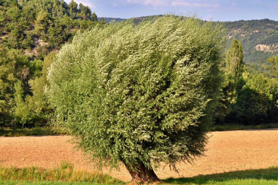 Nature tree natural phenomenon