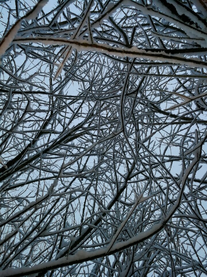 Winter branches bush