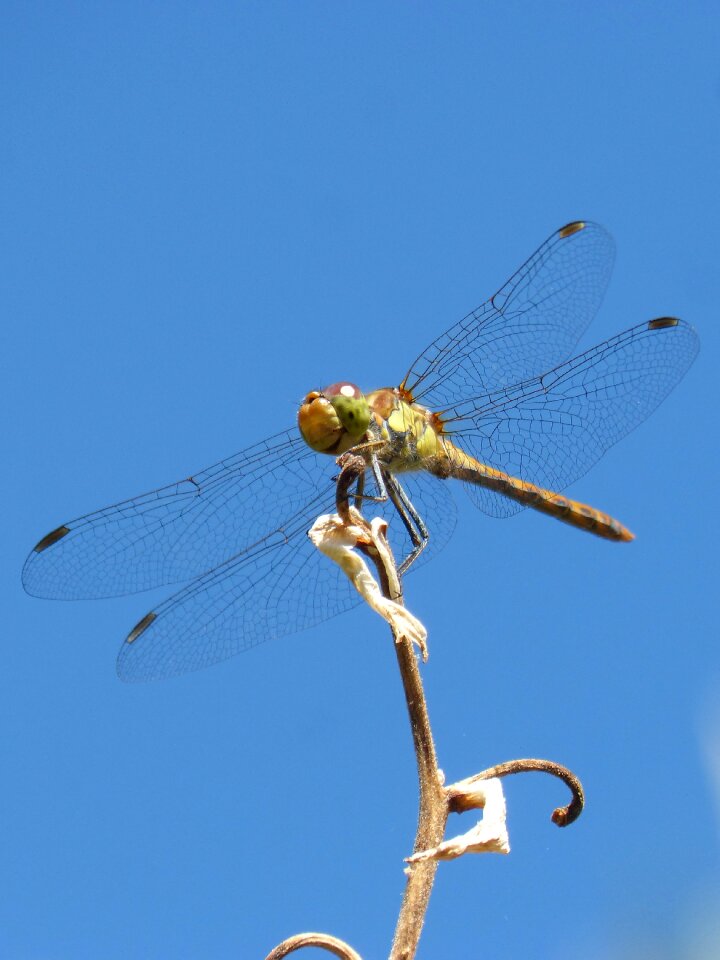 Winged insect cordulegaster boltonii branch