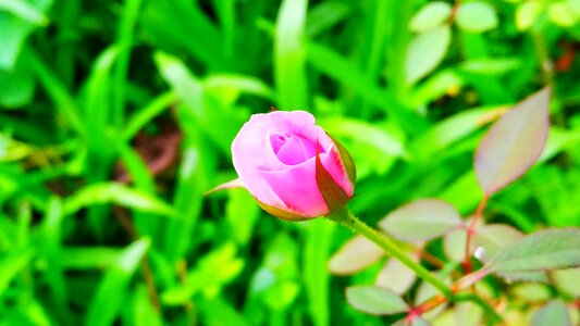 Freshness garden grass photo