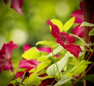 Clematis red flower