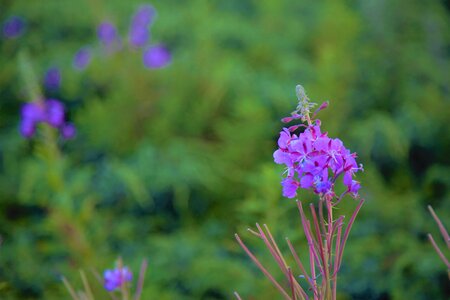 Spring mountains purple