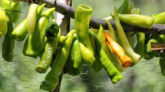 Pepper green tree