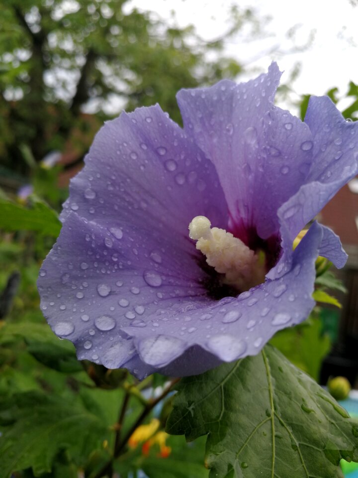 Flower raindrop hibiscus