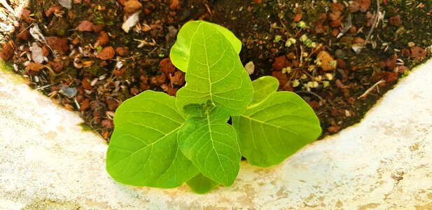 Leaf growth summer photo