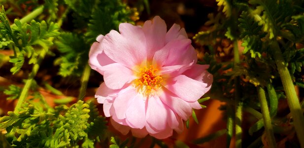 Petal garden floral photo