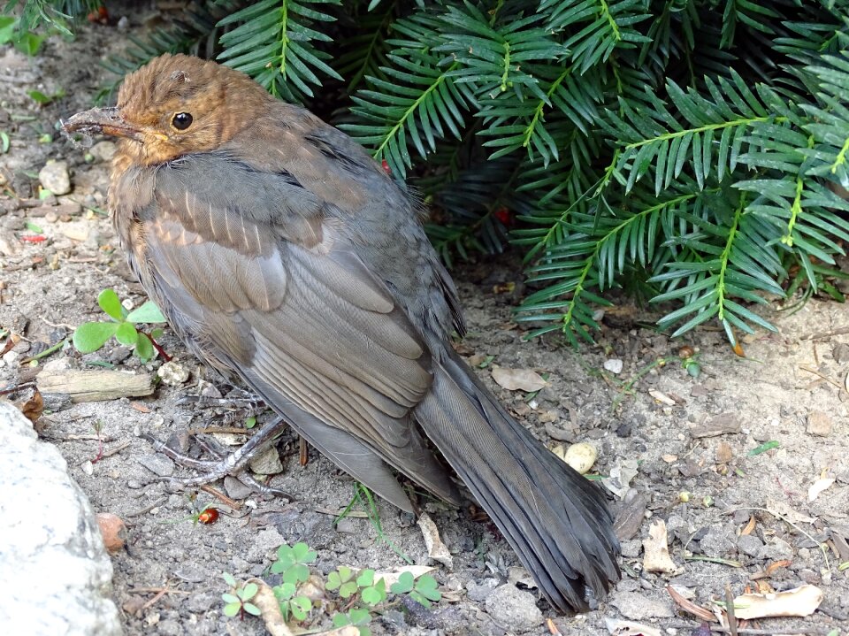 Nature garden bird foraging