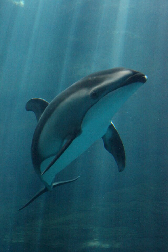 Ocean water swim