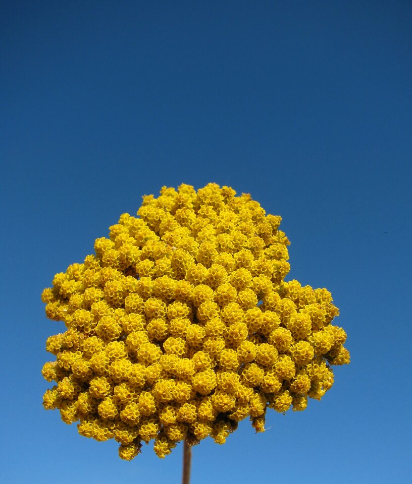 Bloom summer nature