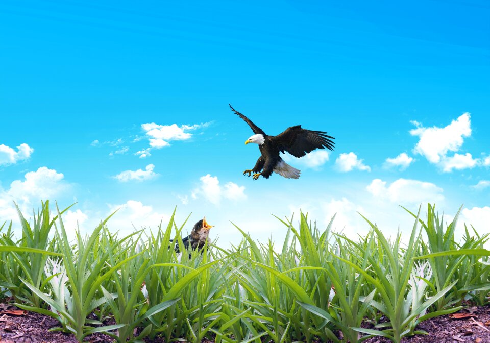 Animal birds baby
