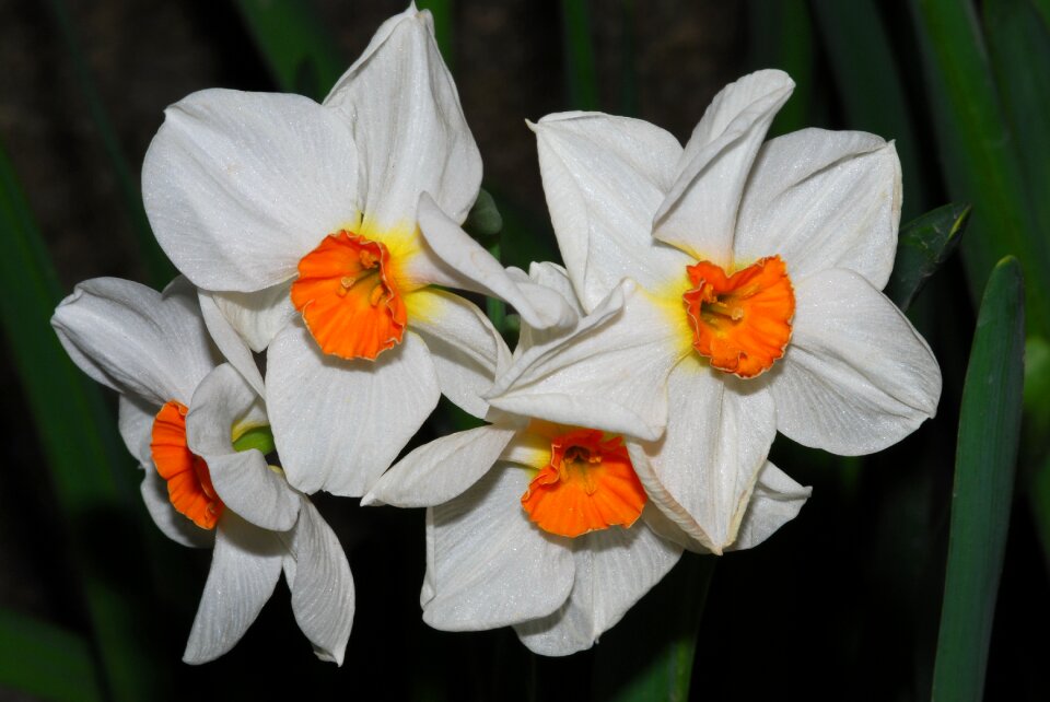 Garden plant spring