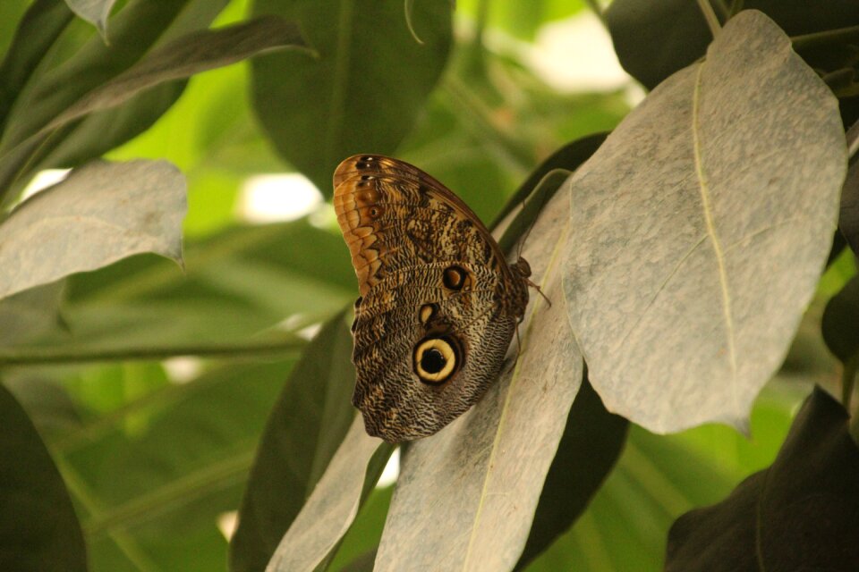 Plants nature butterfly